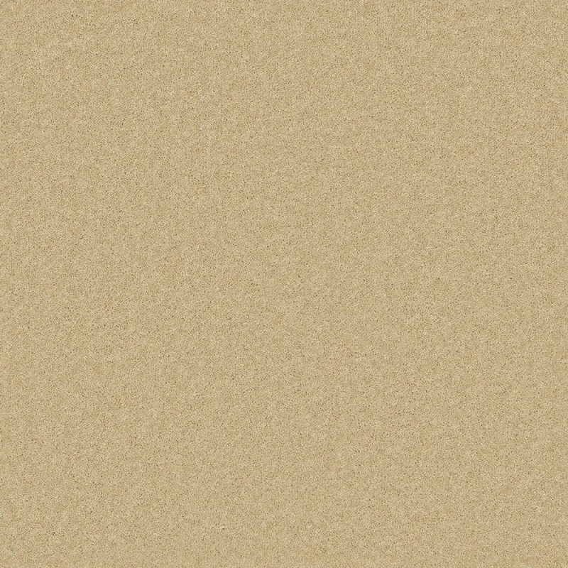 Pembroke Camel