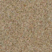 Greyling Camel