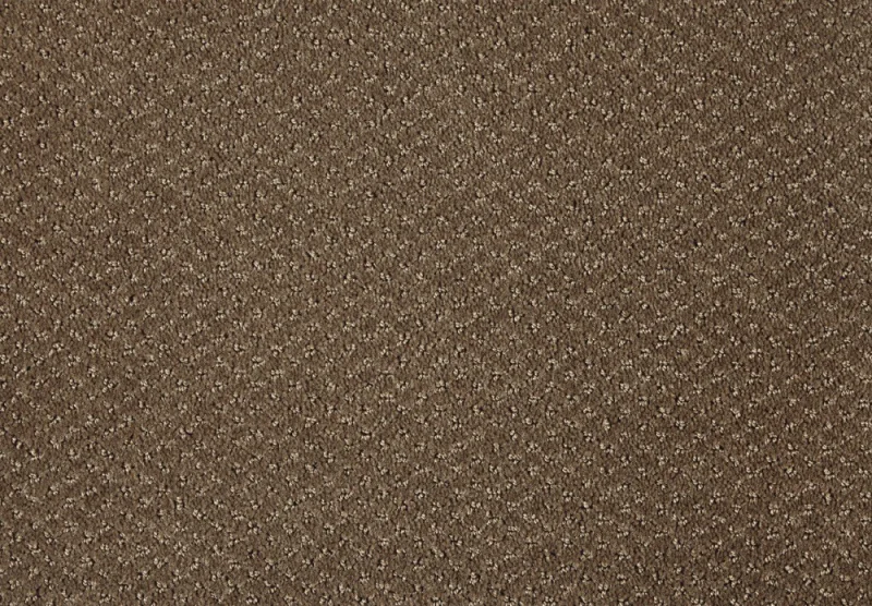Carve Classic 261CAMEL